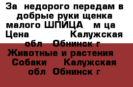 За  недорого передам в добрые руки щенка малого ШПИЦА 2 м-ца › Цена ­ 20 000 - Калужская обл., Обнинск г. Животные и растения » Собаки   . Калужская обл.,Обнинск г.